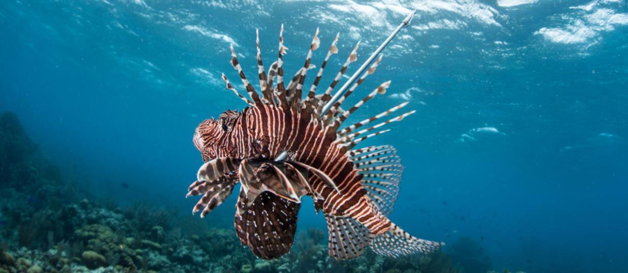 Emerald Coast Open lionfish tournament Destin divers weigh in event